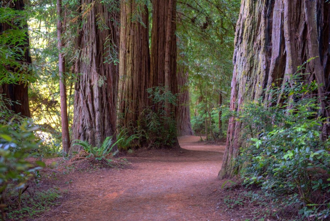 Редвуд дерево