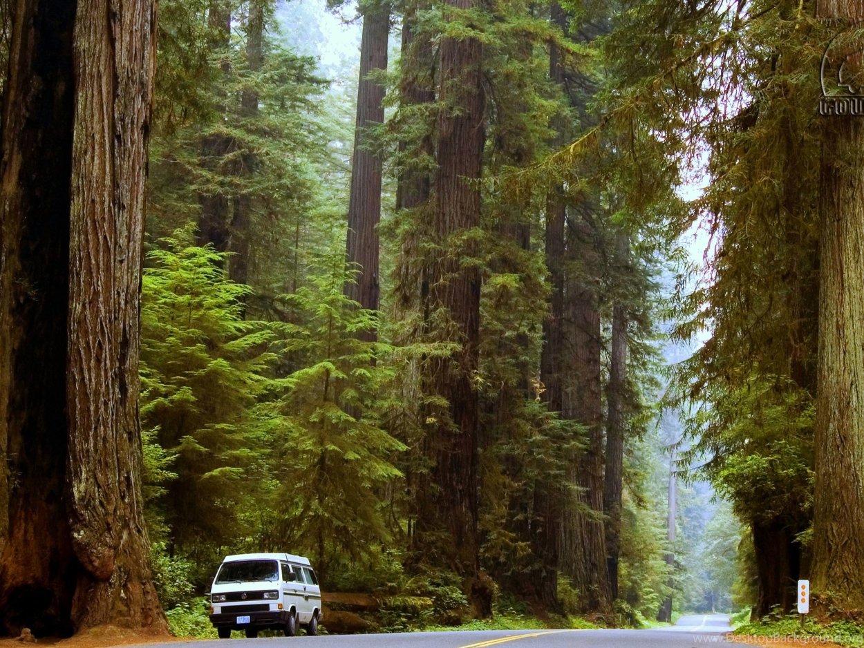 Секвойя дерево