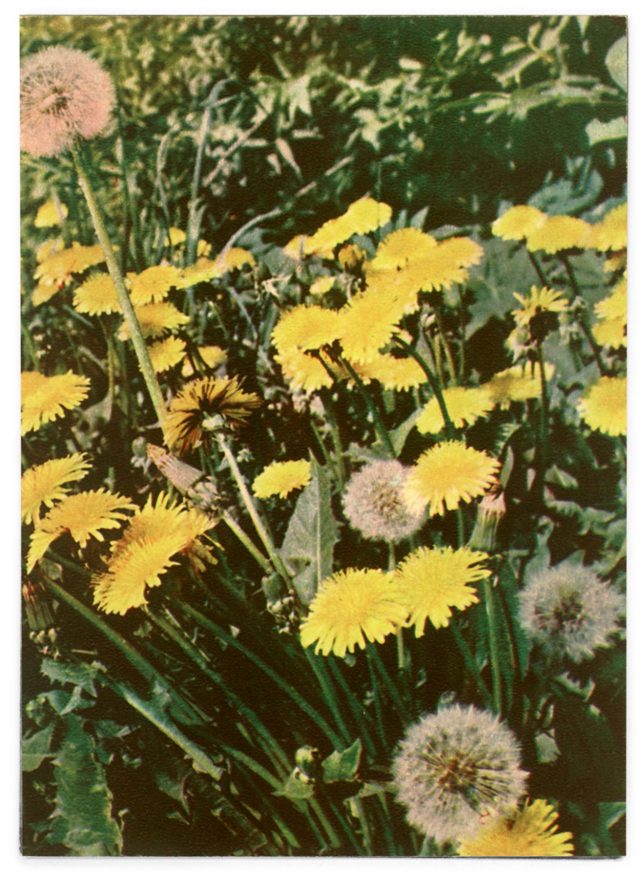 Одуванчик лекарственный ФС