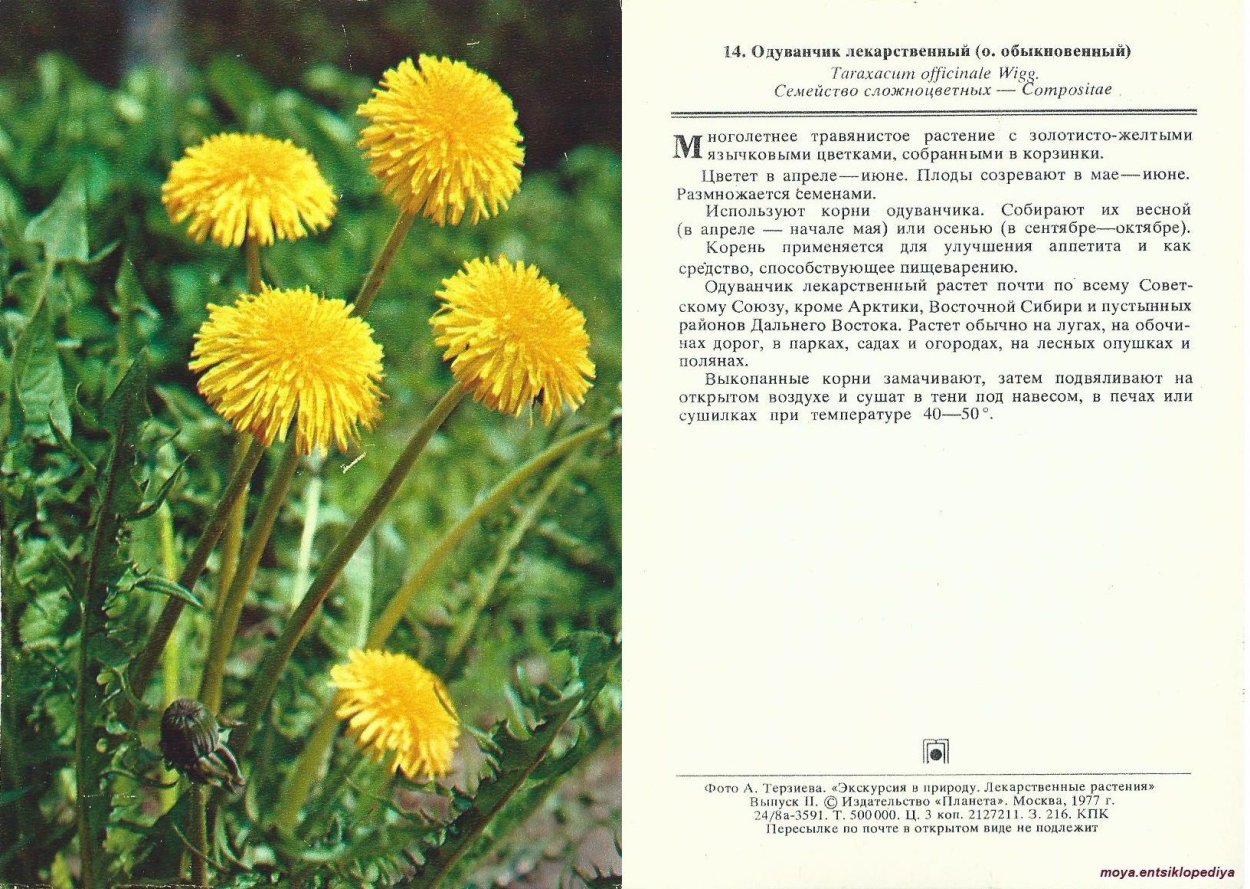 Ботаническая иллюстрация одуванчик