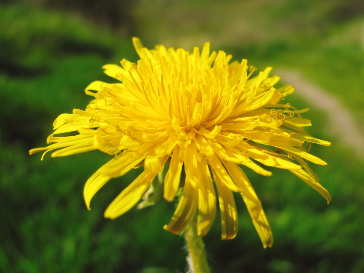Taraxacum officinale листья