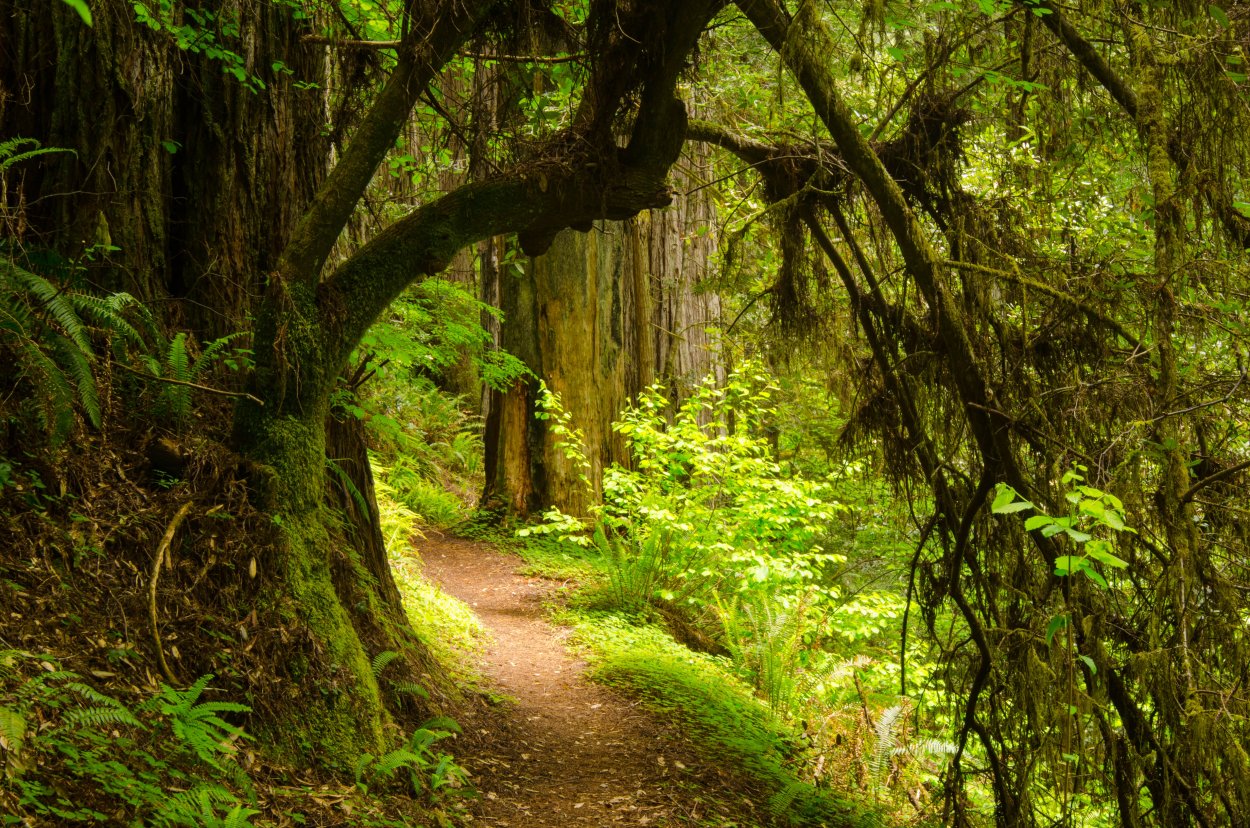 Парк Секвойя Калифорния