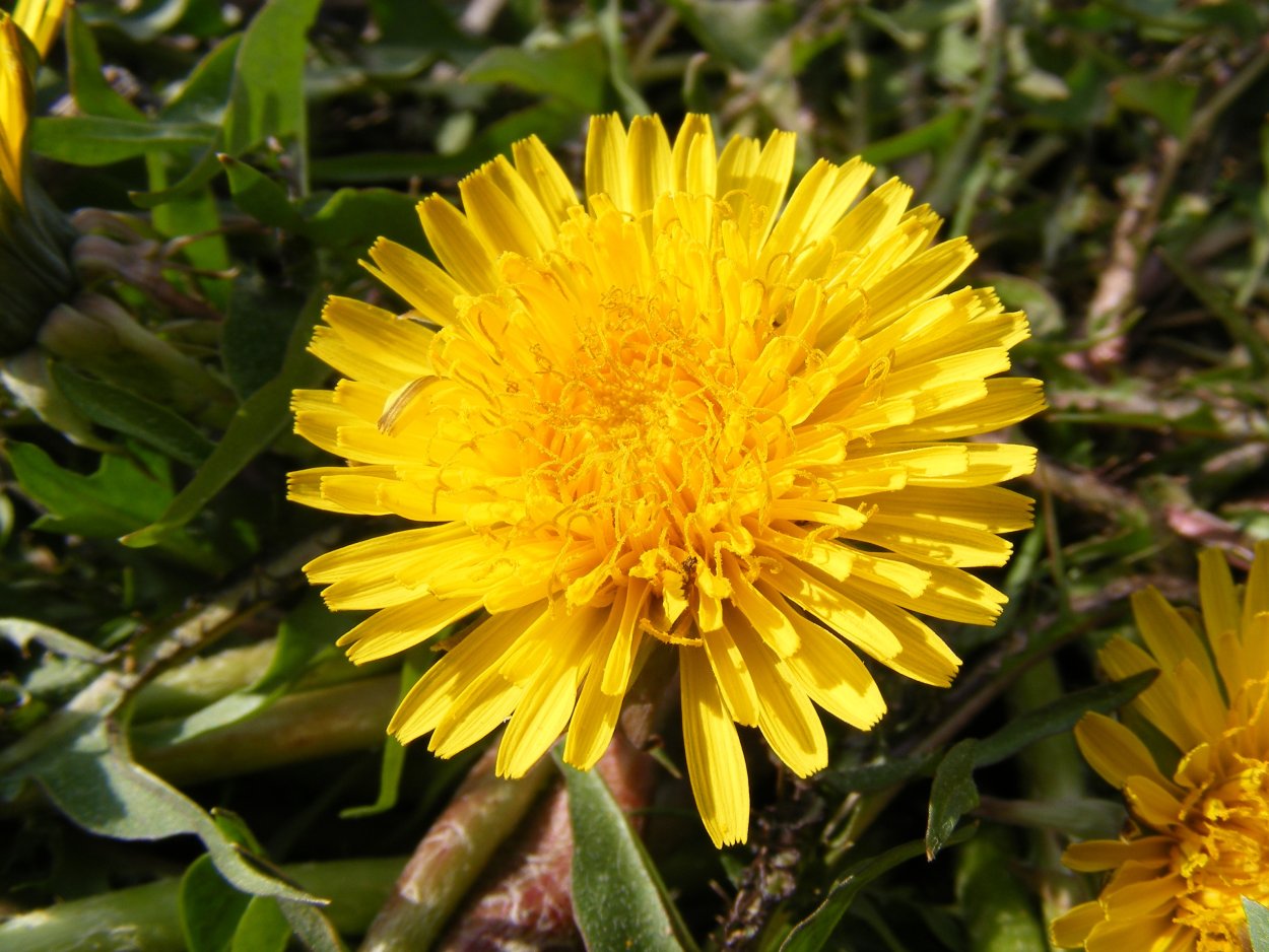 Одуванчик п