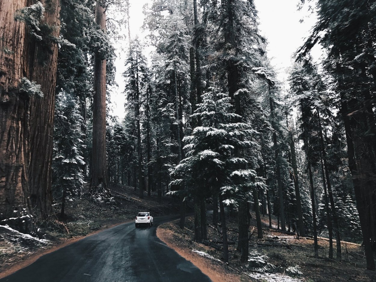 Секвойя Редвуд