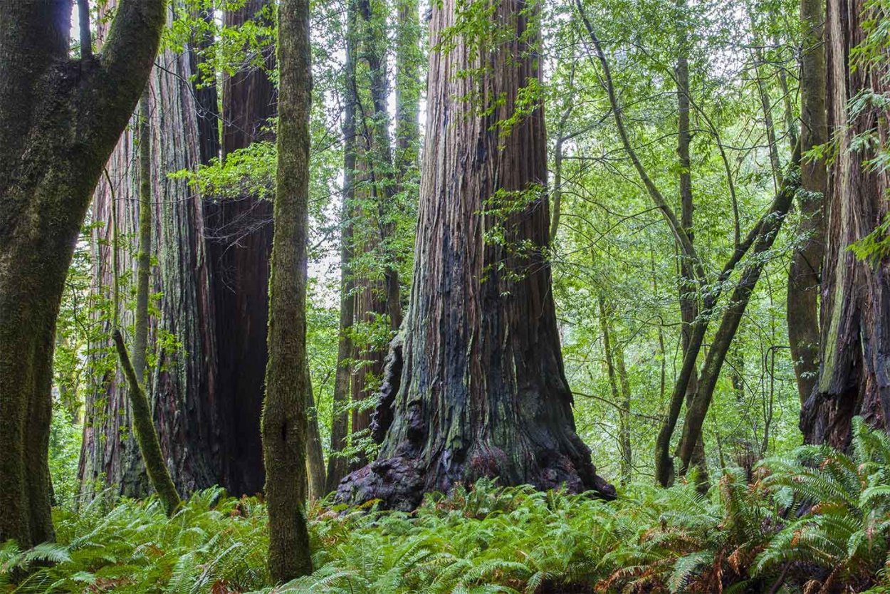 Секвойя дерево высота