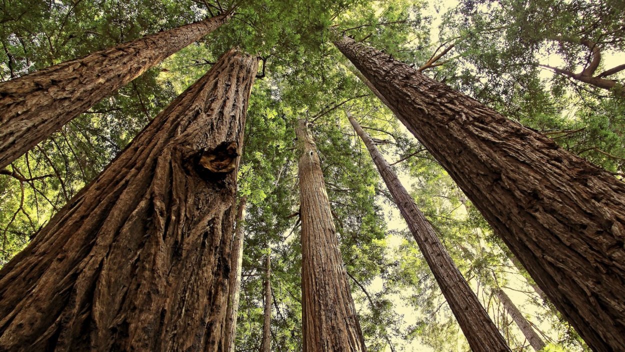 Дорога в хвойном лесу