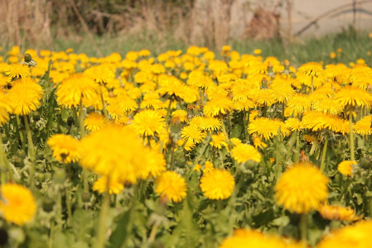 Одуванчик лекарственный – Taraxacum officinale