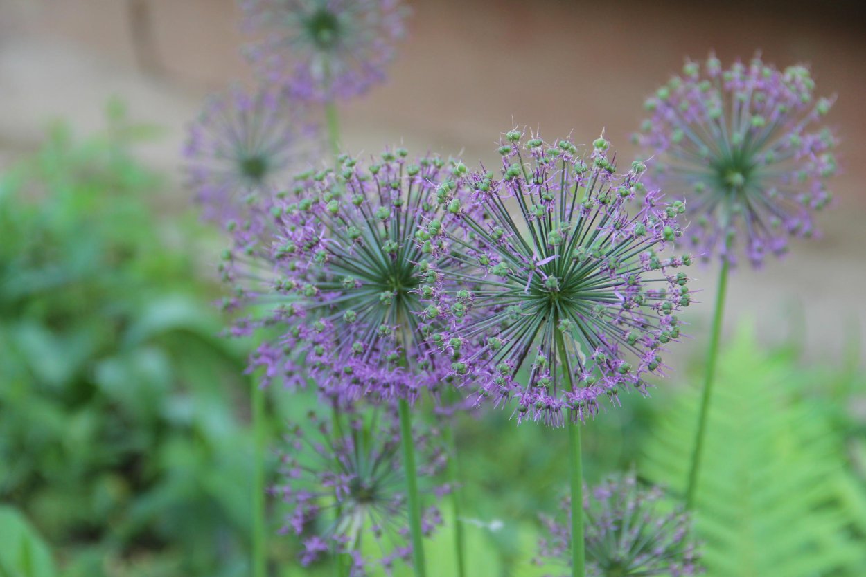 Одуванчик лекарственный- Taraxacum officinale web.