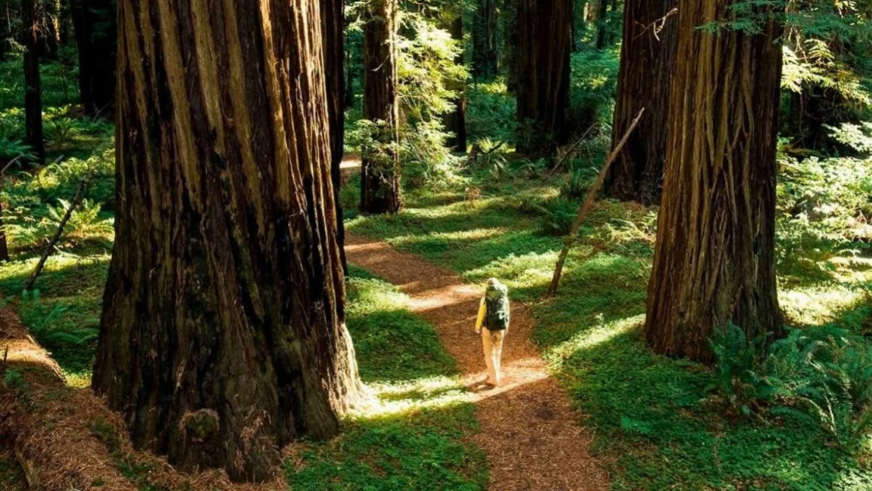 Секвойя дерево гигант