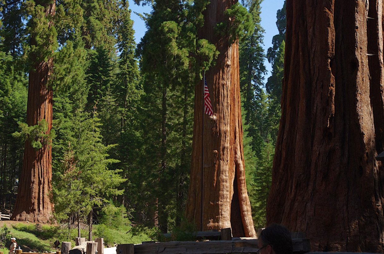 Секвойи парк Редвуд