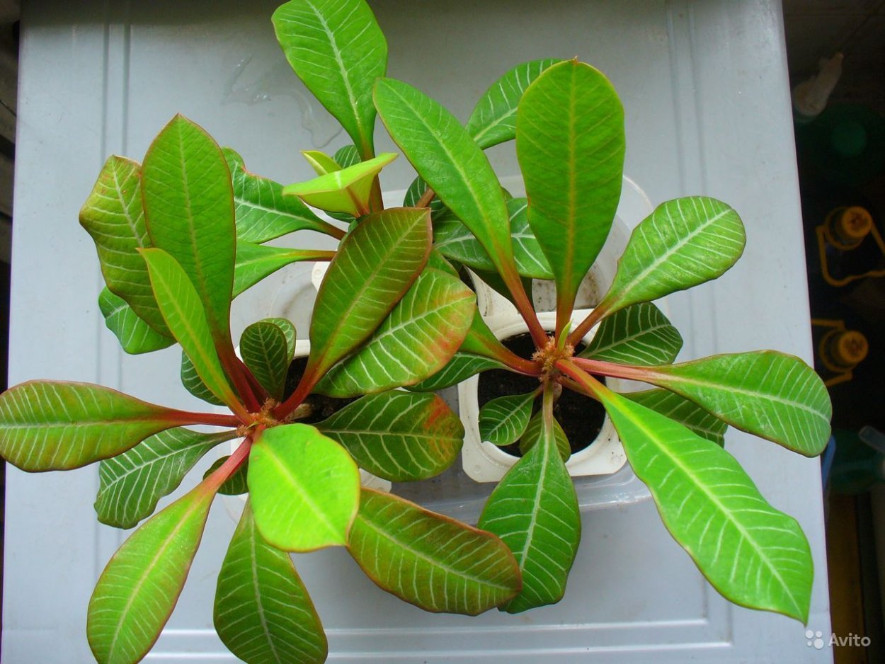 Эуфорбия молочай беложильчатый