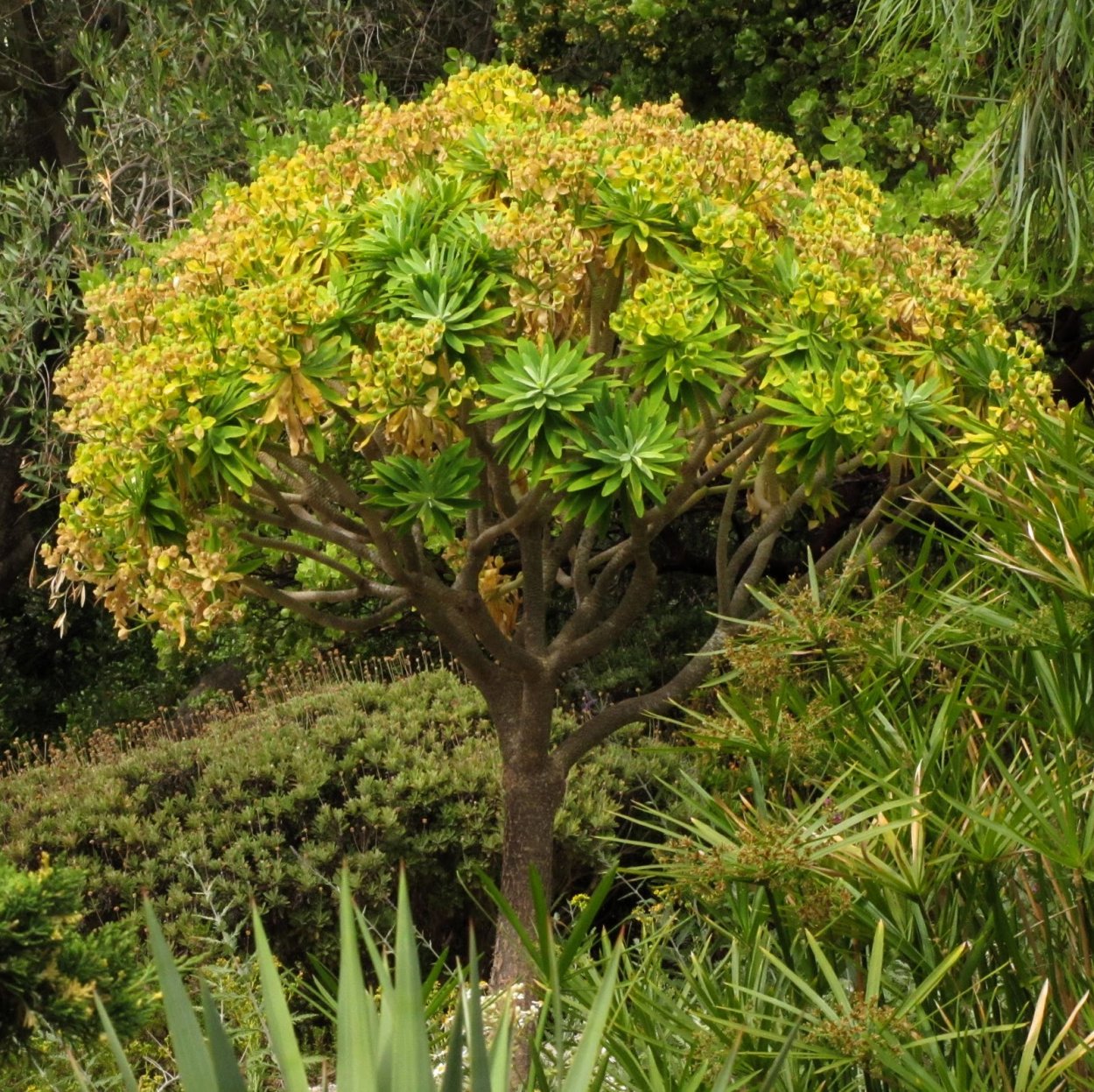 Молочай беложильчатый (Euphorbia leuconeura)