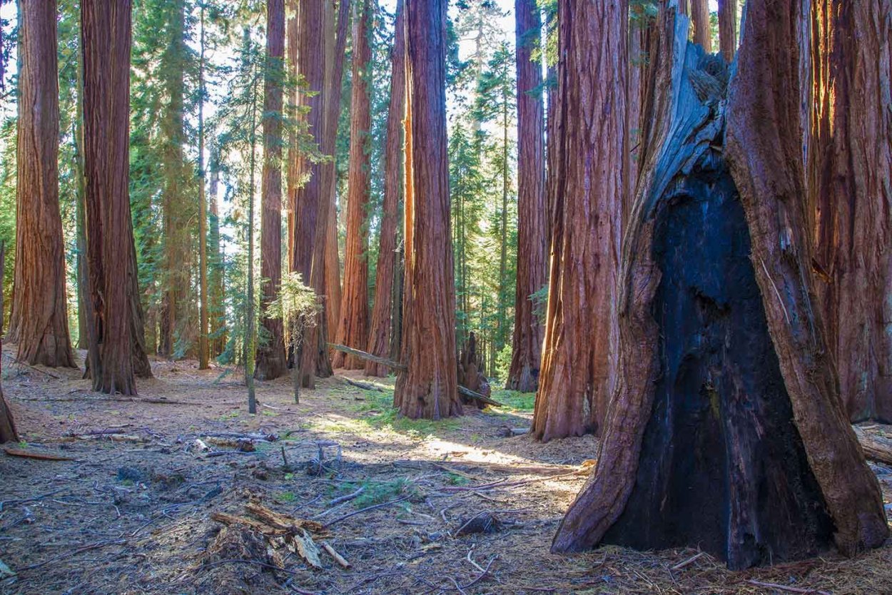 Hyperion Coast Redwood