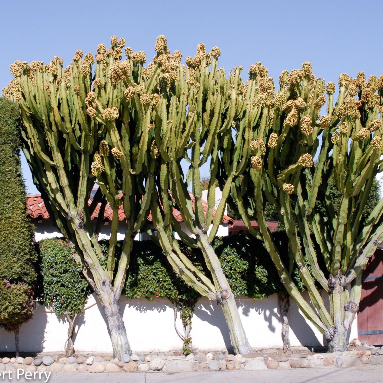 Молочай беложильчатый (Обезьянья Пальма)