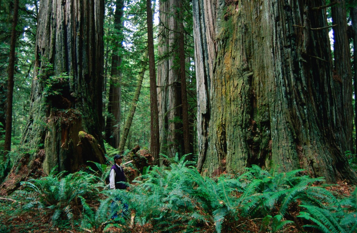 Эскиз Секвойя