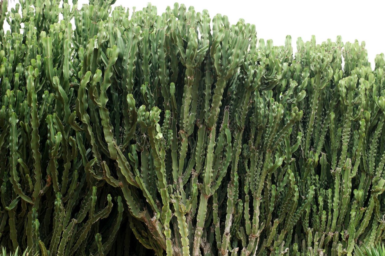 Молочай Тасмания