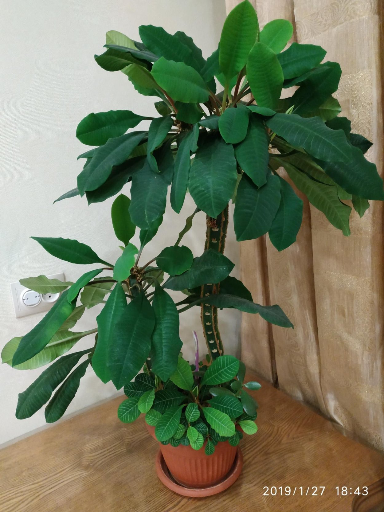 Синадениум дерево