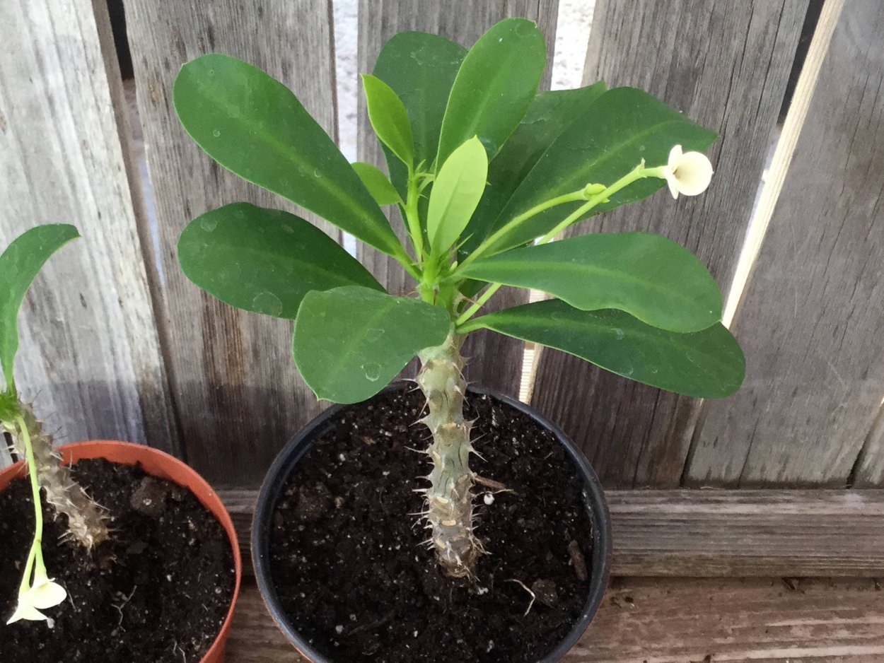 Кактус молочай Пальма