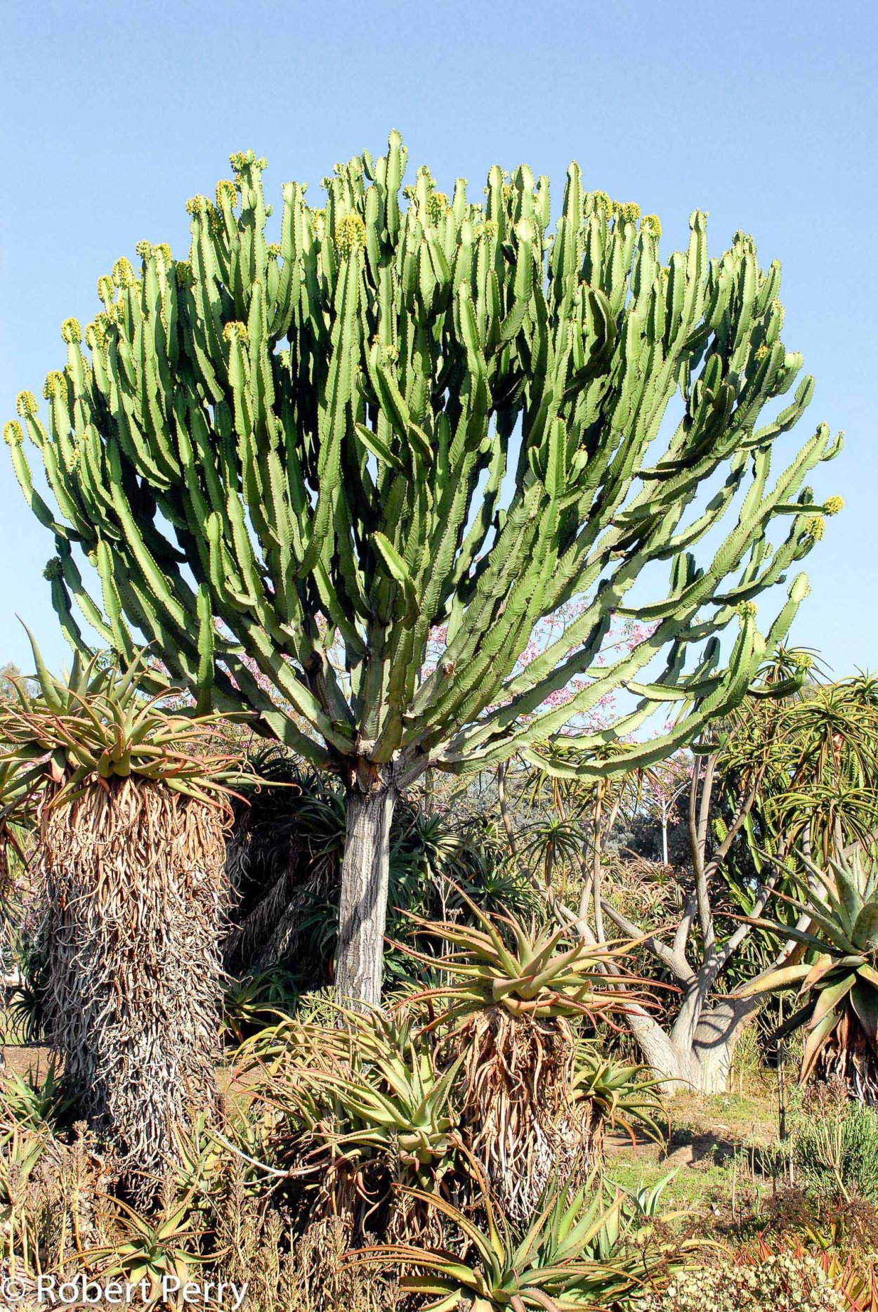 Молочай беложильчатый