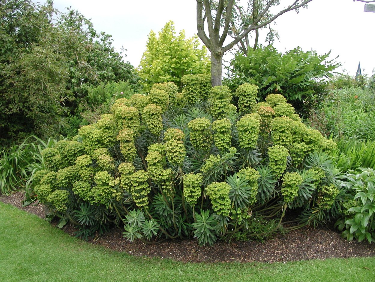 Молочай беложильчатый (Обезьянья Пальма)