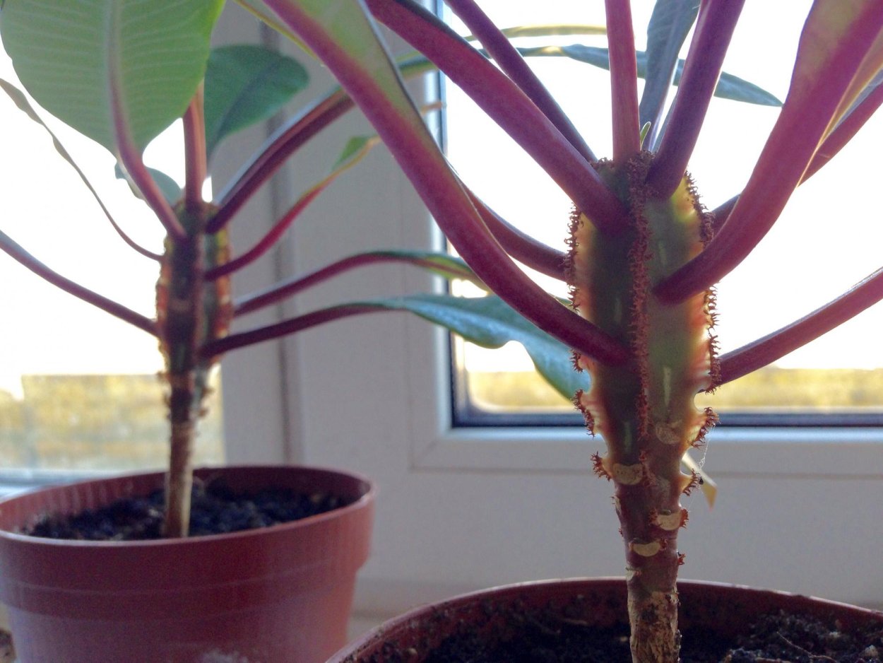 Эуфорбия Juglans