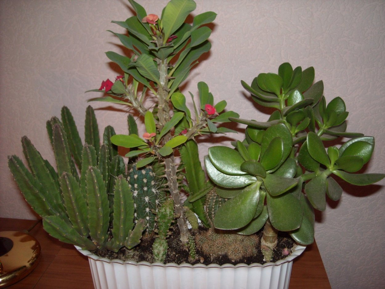 Молочай polychroma