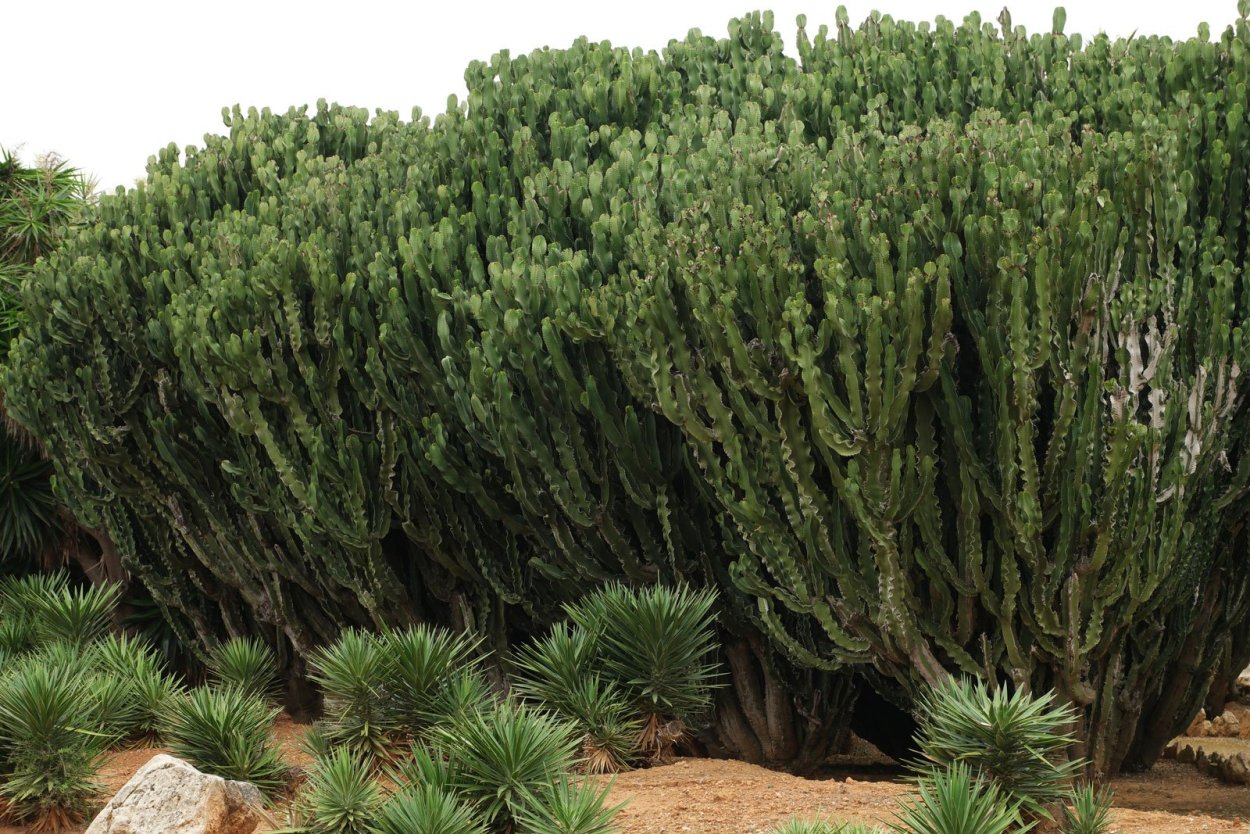 Молочай олеандролистный