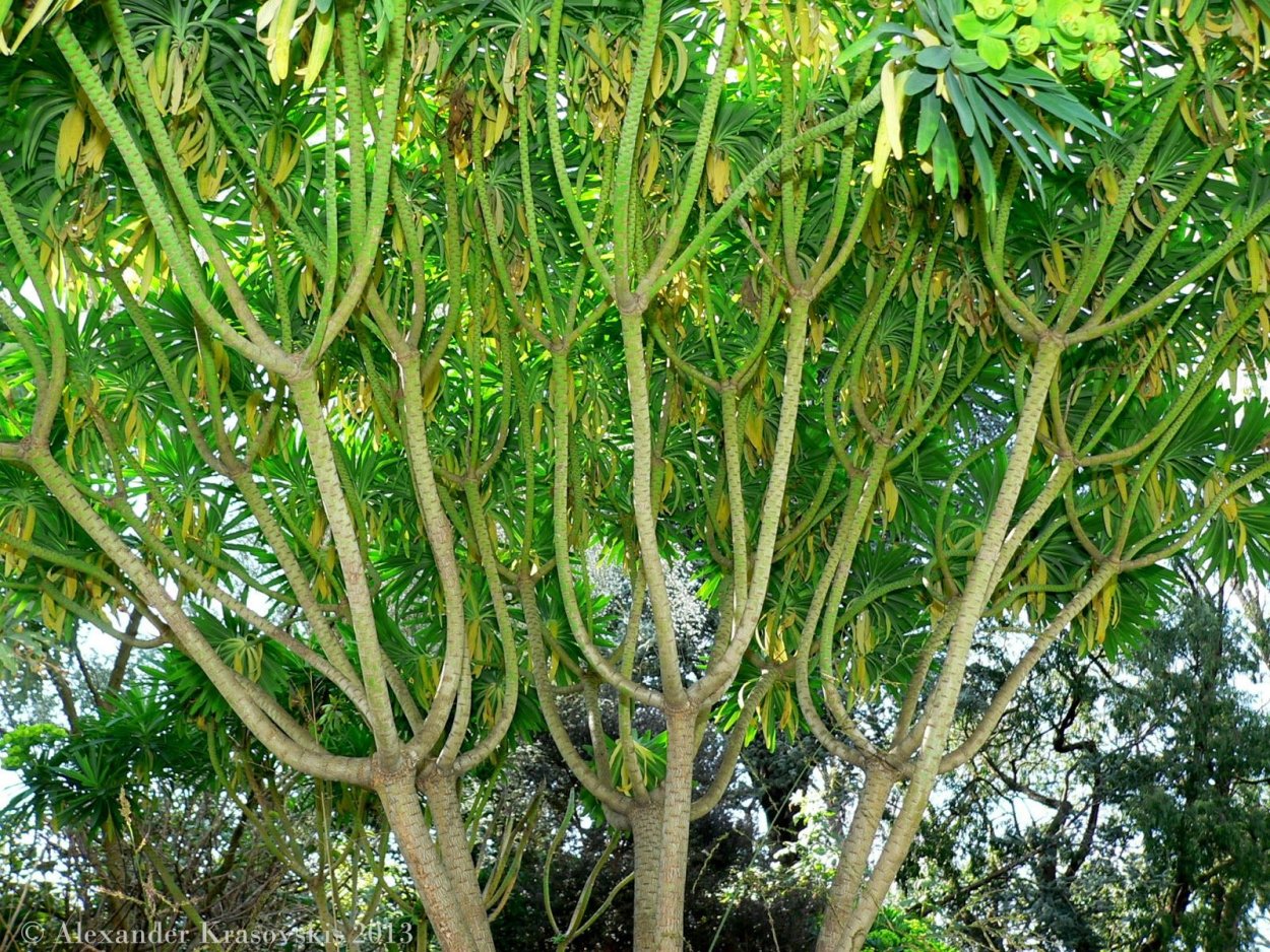 Молочай денежное дерево