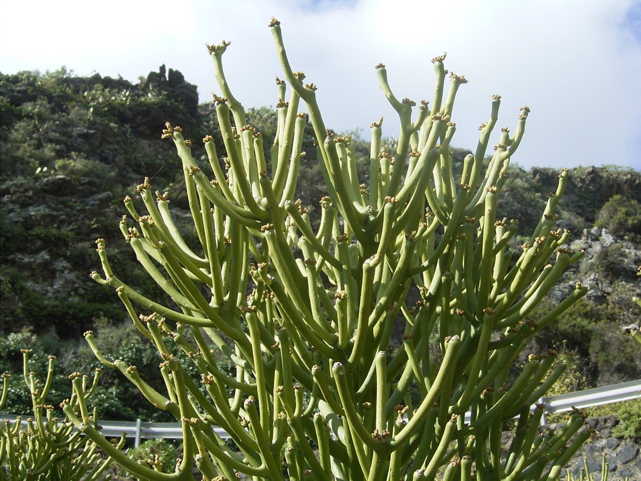 Молочай тирукалли в природе