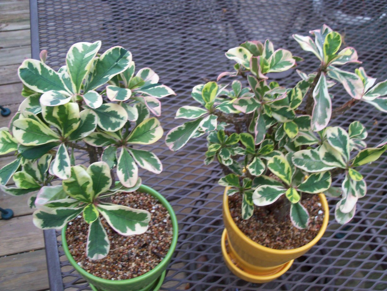 Молочай Мартинес