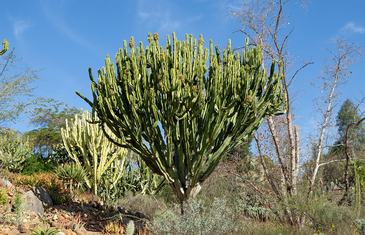 Euphorbia Antiquorum
