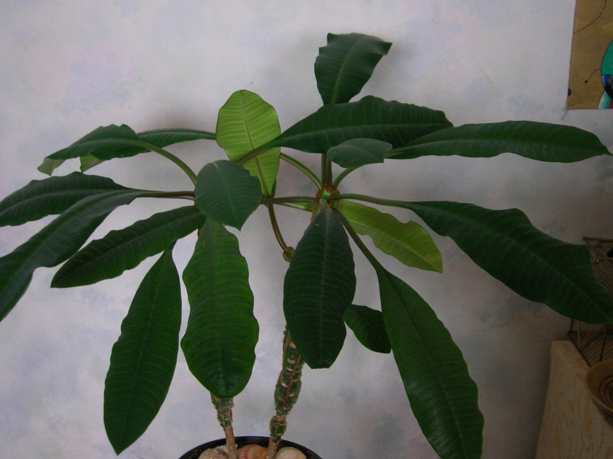 Эуфорбия лориката Euphorbia loricata