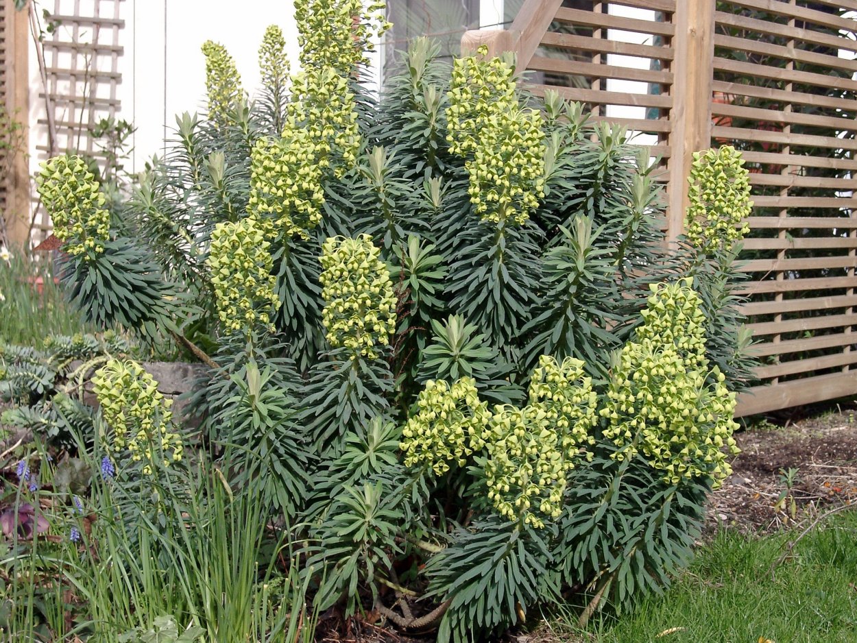 Молочай тирукалли палочник