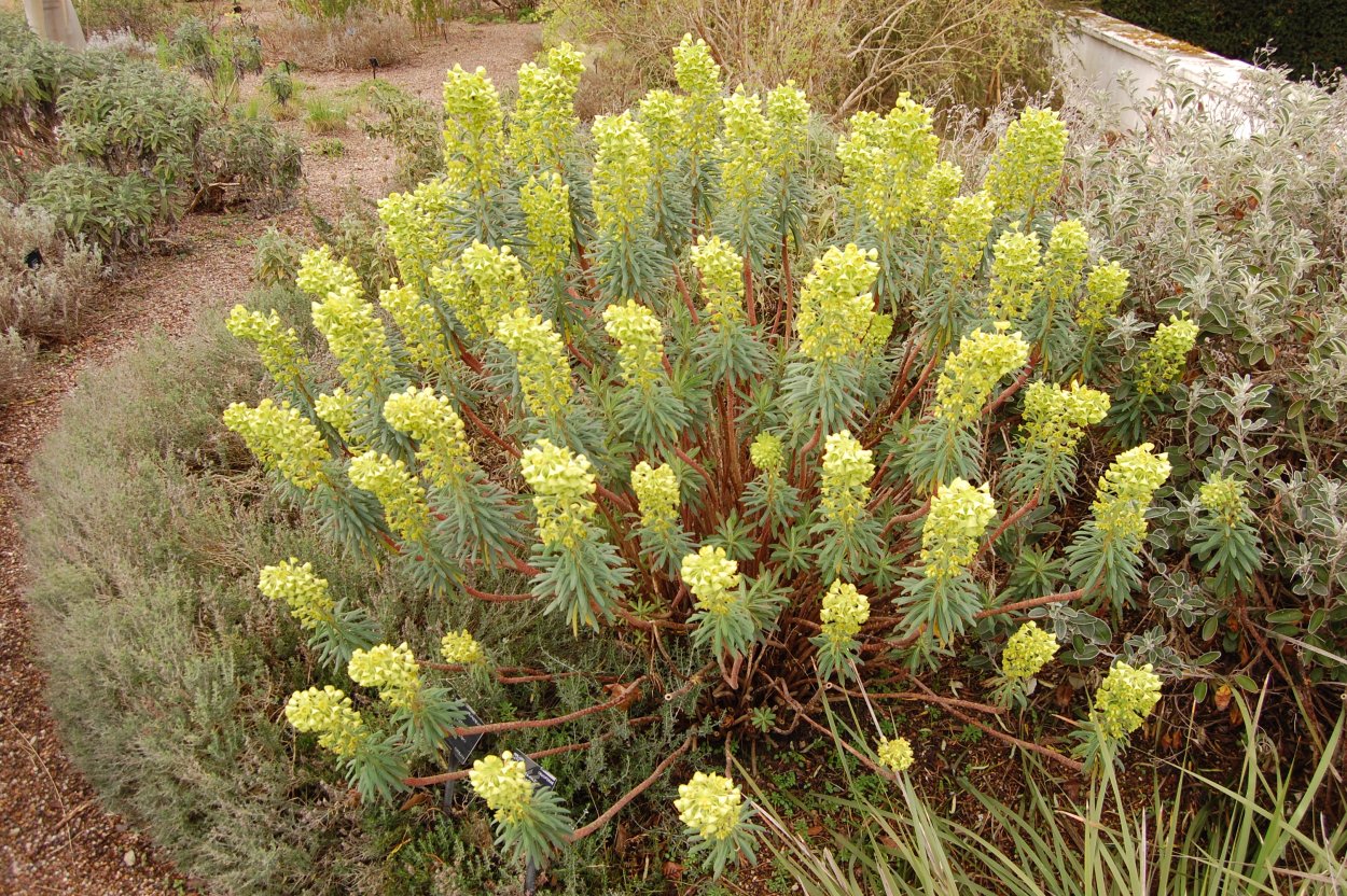 Эуфорбия тригона Рубра