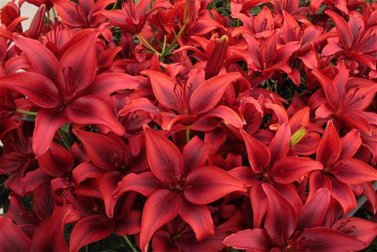 Лилия Red Highland