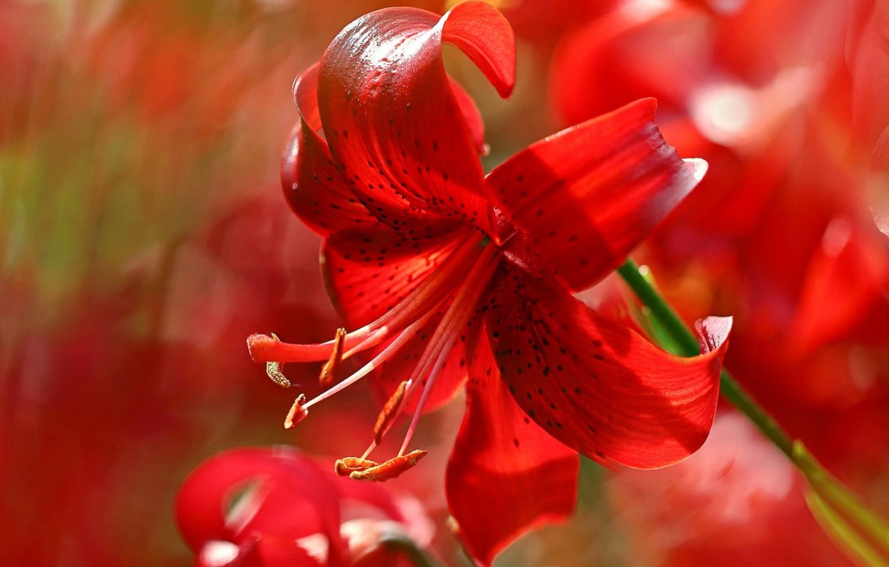 «Красные лилии и пионы» Фонвизин