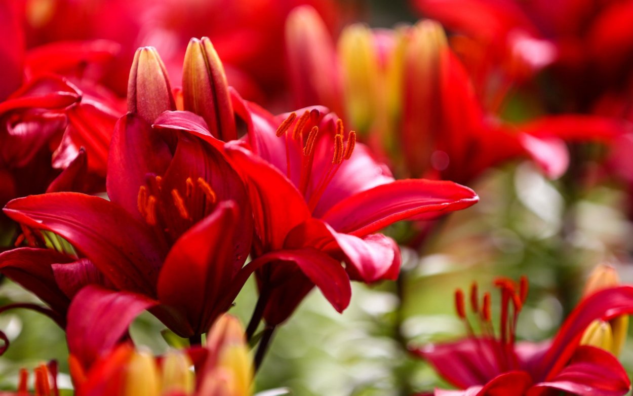 Фон с красными лилиями