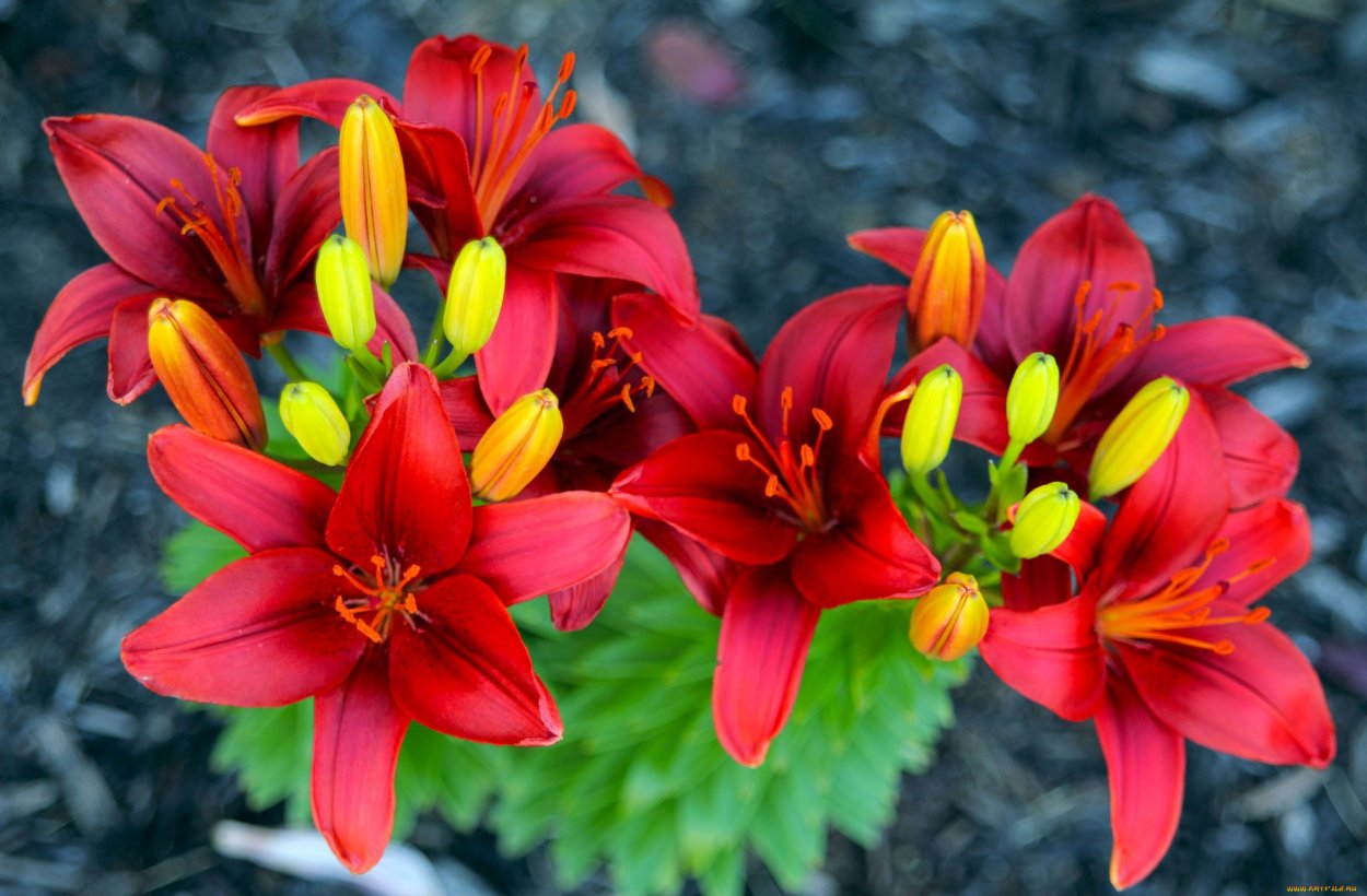 Лилия Болд игл азиатская махровая