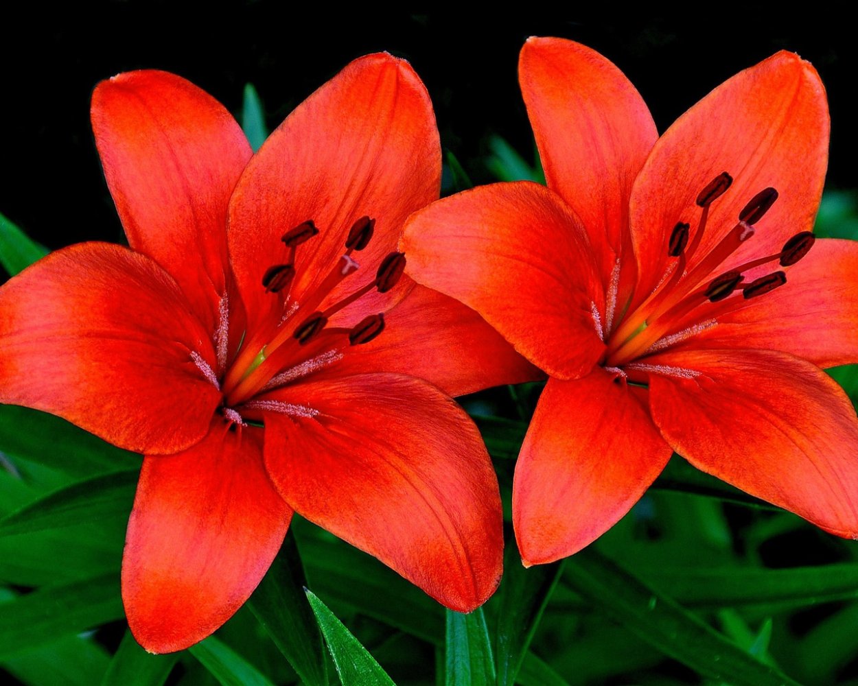 Красная Лилия на черном фоне
