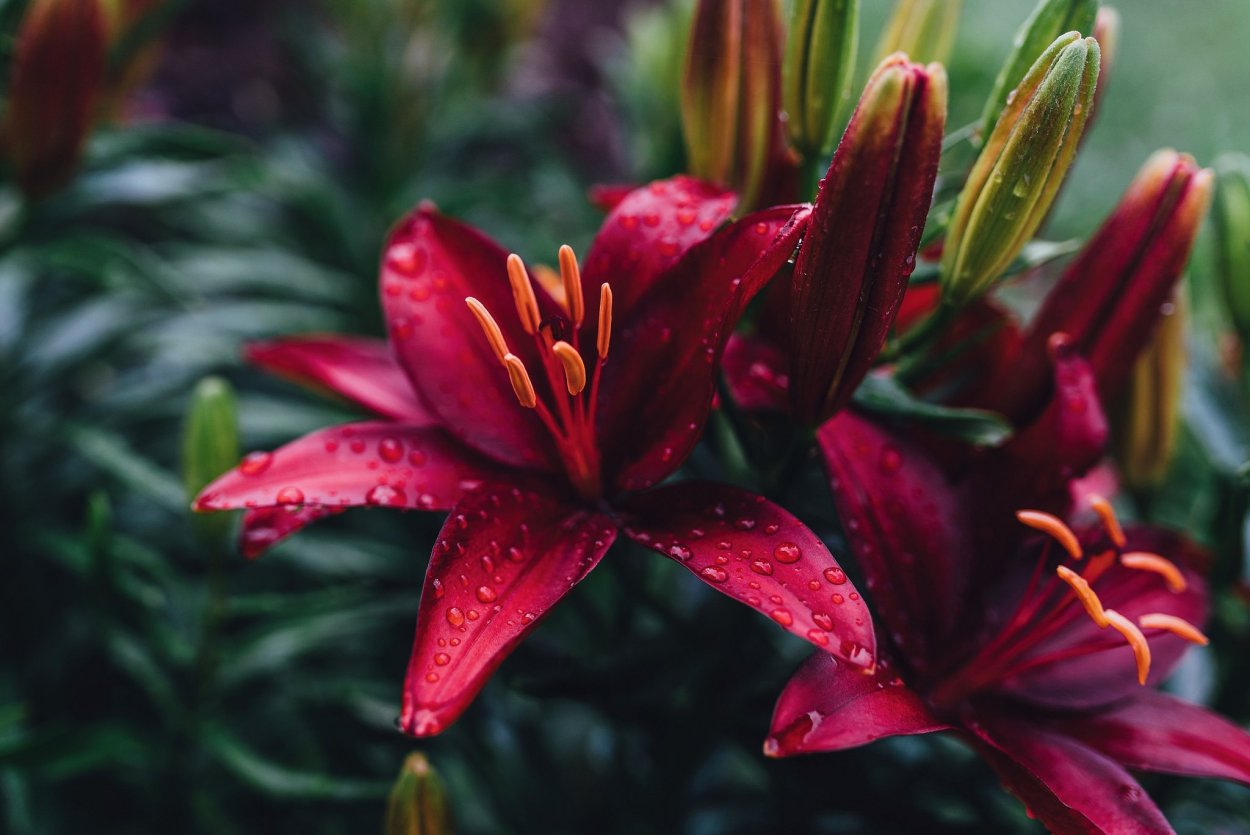 Красные нильские лилии
