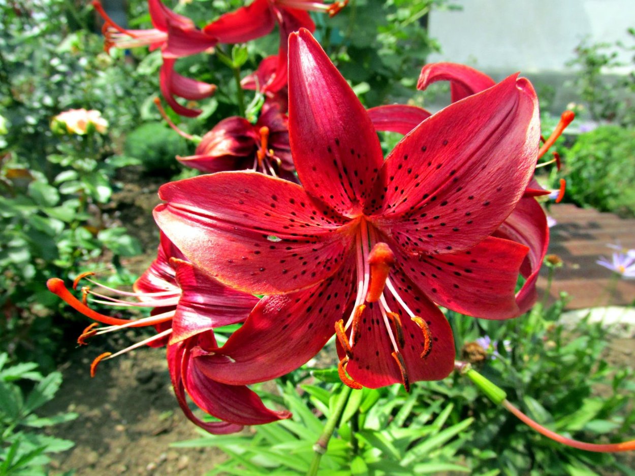 Розы с лилиями