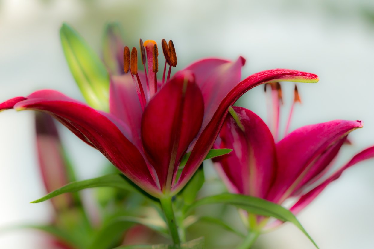 Лилии макро