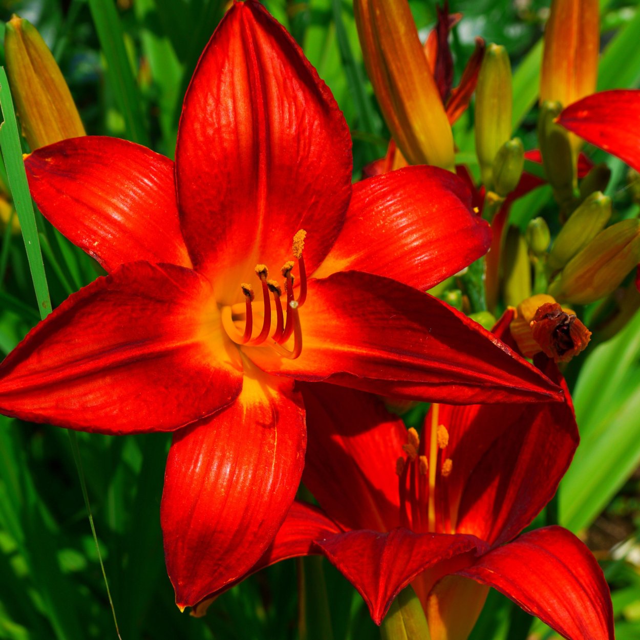 Лилия Королевская красная