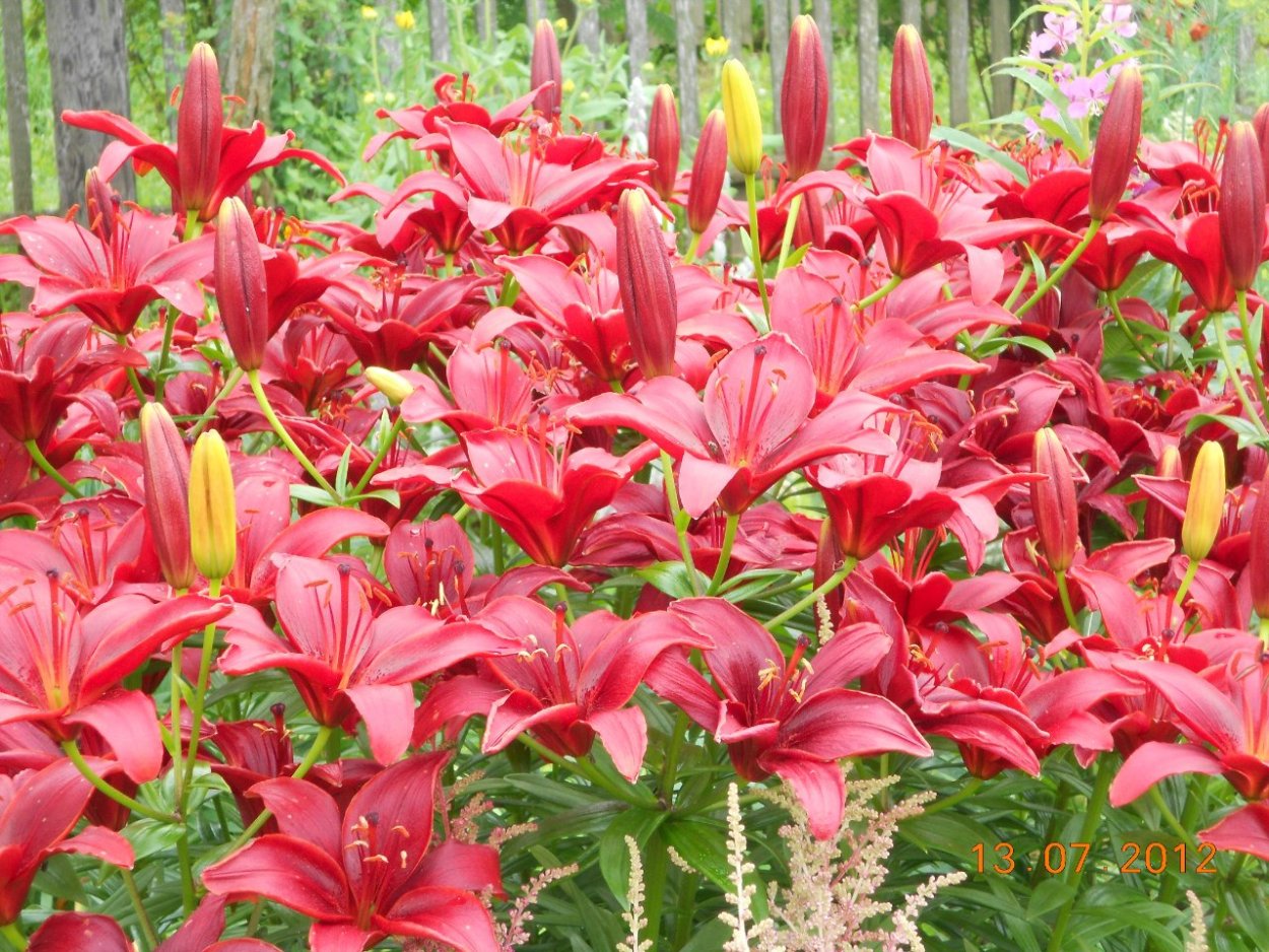 Лилии бело розовые