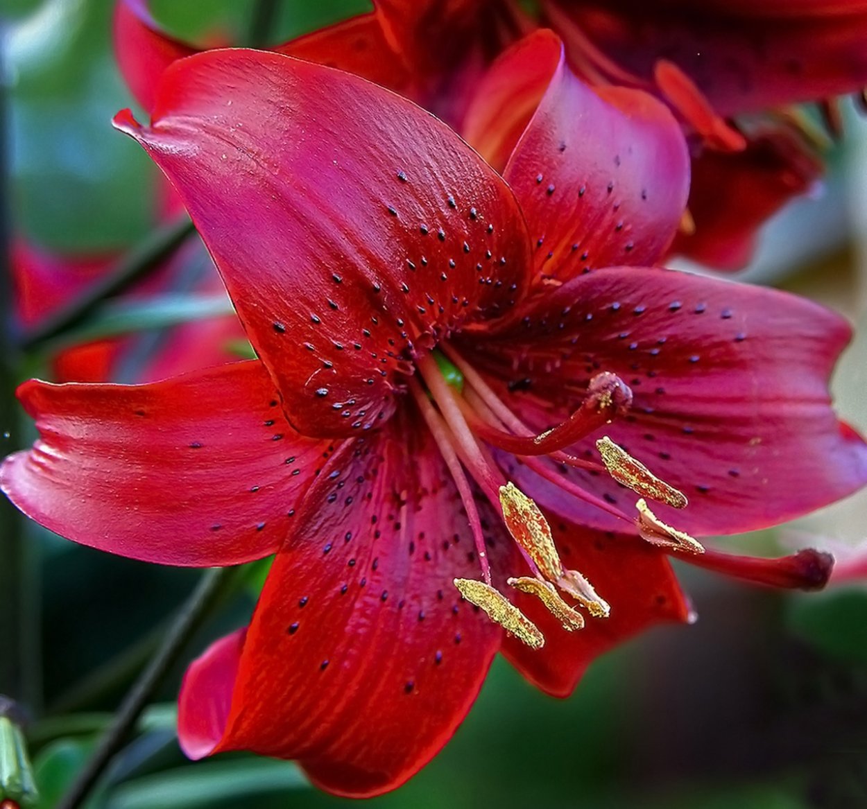 Лилия красная