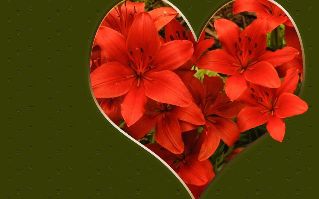 Лилия Восточная Эксельсиор