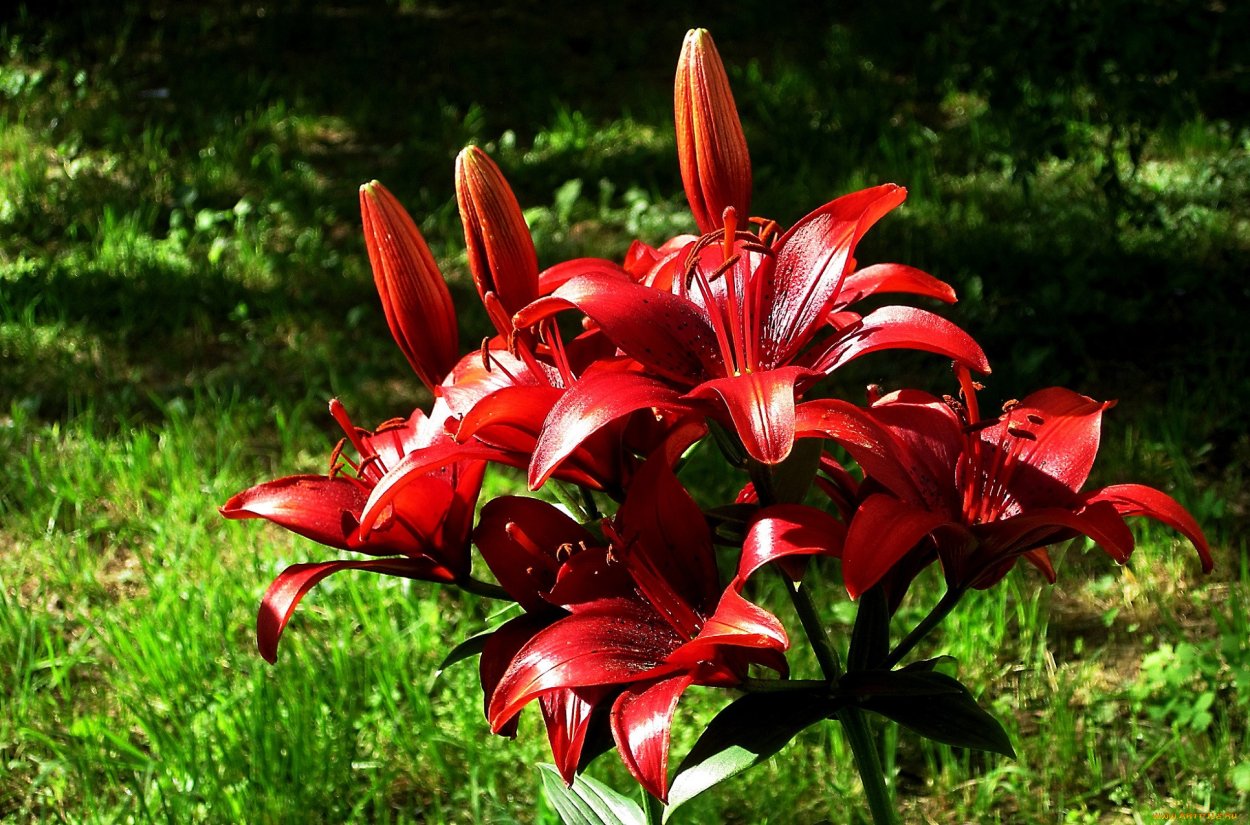 Лилия Red Desire