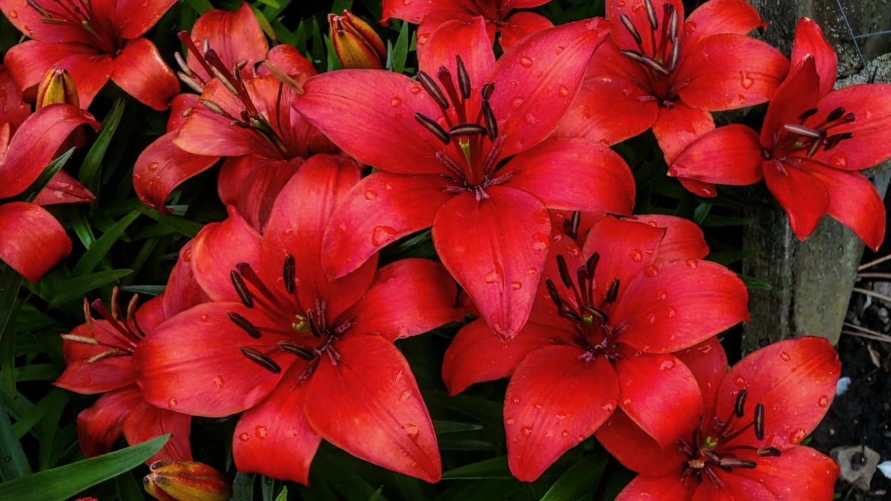 Лилия ред Флауэр