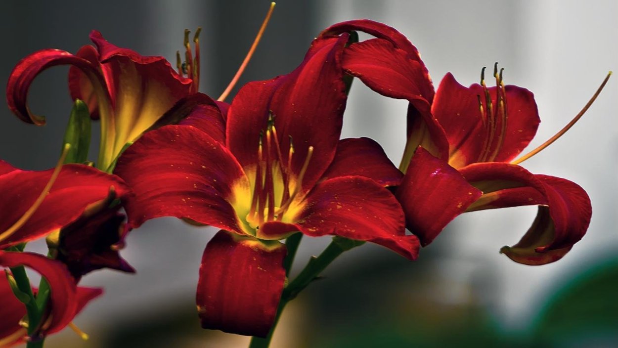 Лилии на темном фоне