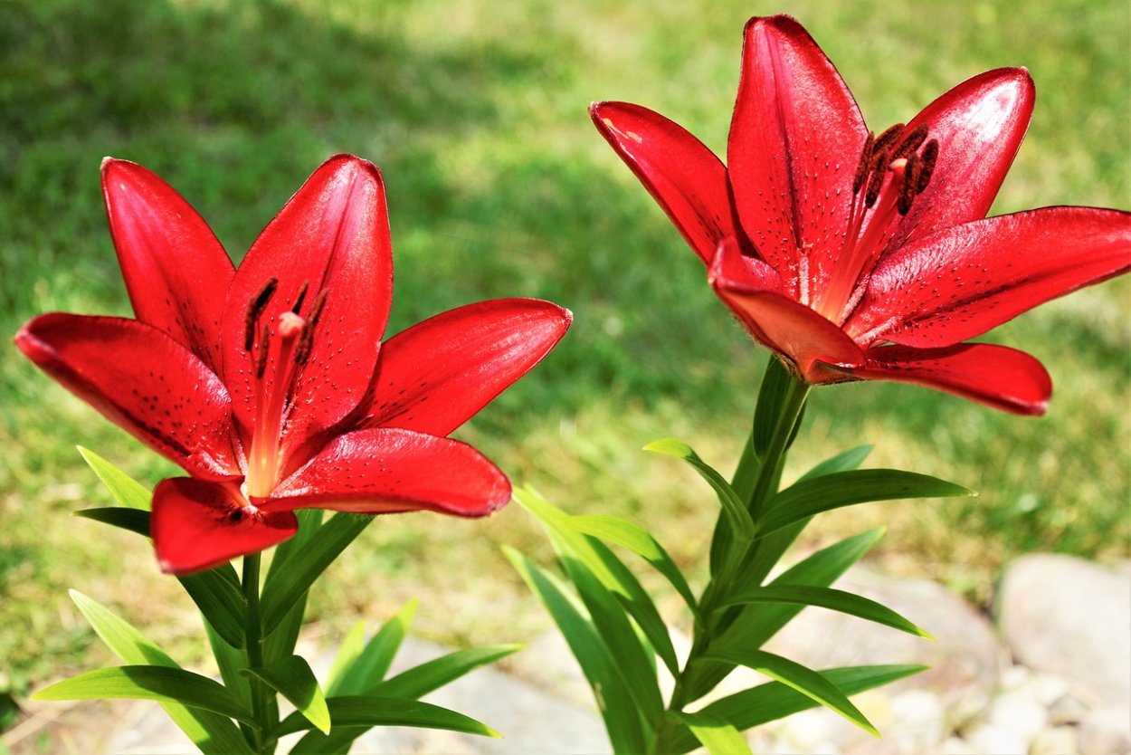 Лилия баккарди